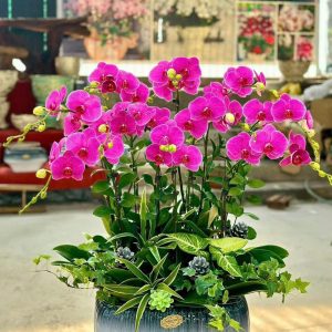 Chậu lan hồ điệp