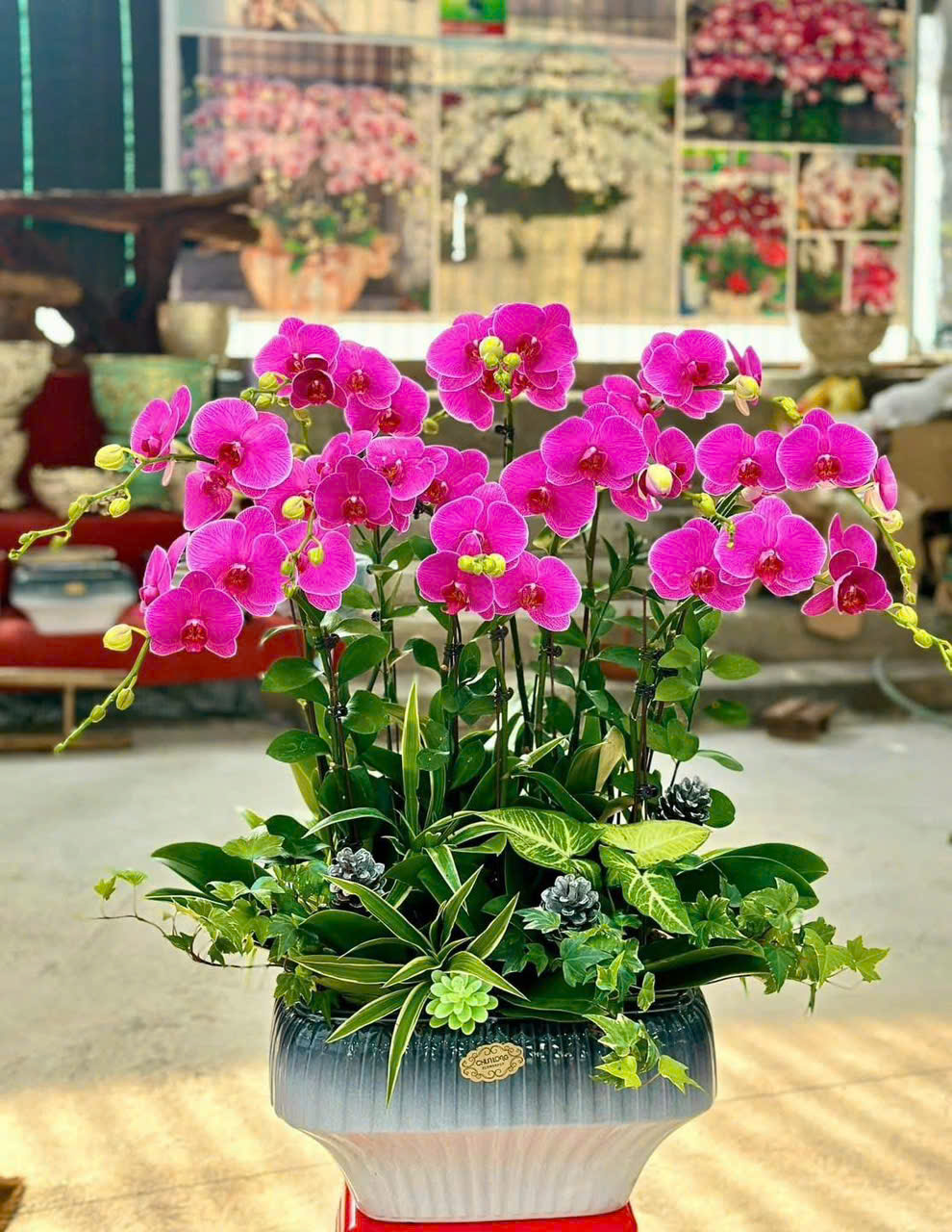 CHẬU LAN HỒ ĐIỆP "HƯƠNG XUÂN" 1 Chậu lan hồ điệp