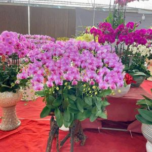 chậu lan "trăm hoa đua nở"