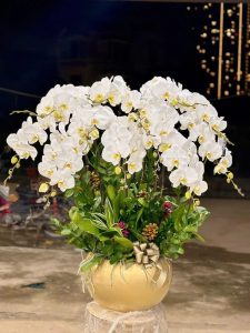 Ý nghĩa phong thủy lan hồ điệp không phải ai cũng biết 3 z6207836946943 42929c934a1760d6b0edc77480ab18c5