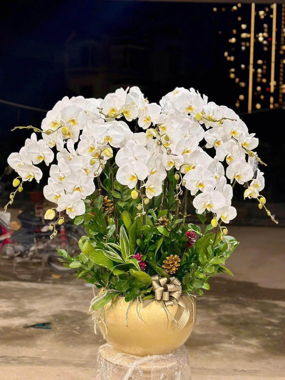 CHẬU LAN HỒ ĐIỆP TRẮNG 2 z6207836946943 42929c934a1760d6b0edc77480ab18c5