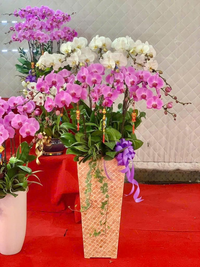 Tại sao nên tặng chậu lan hồ điệp cho đối tác và người thân? 9 lan hồ điệp
