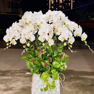 CHẬU LAN HỒ ĐIỆP TRẮNG