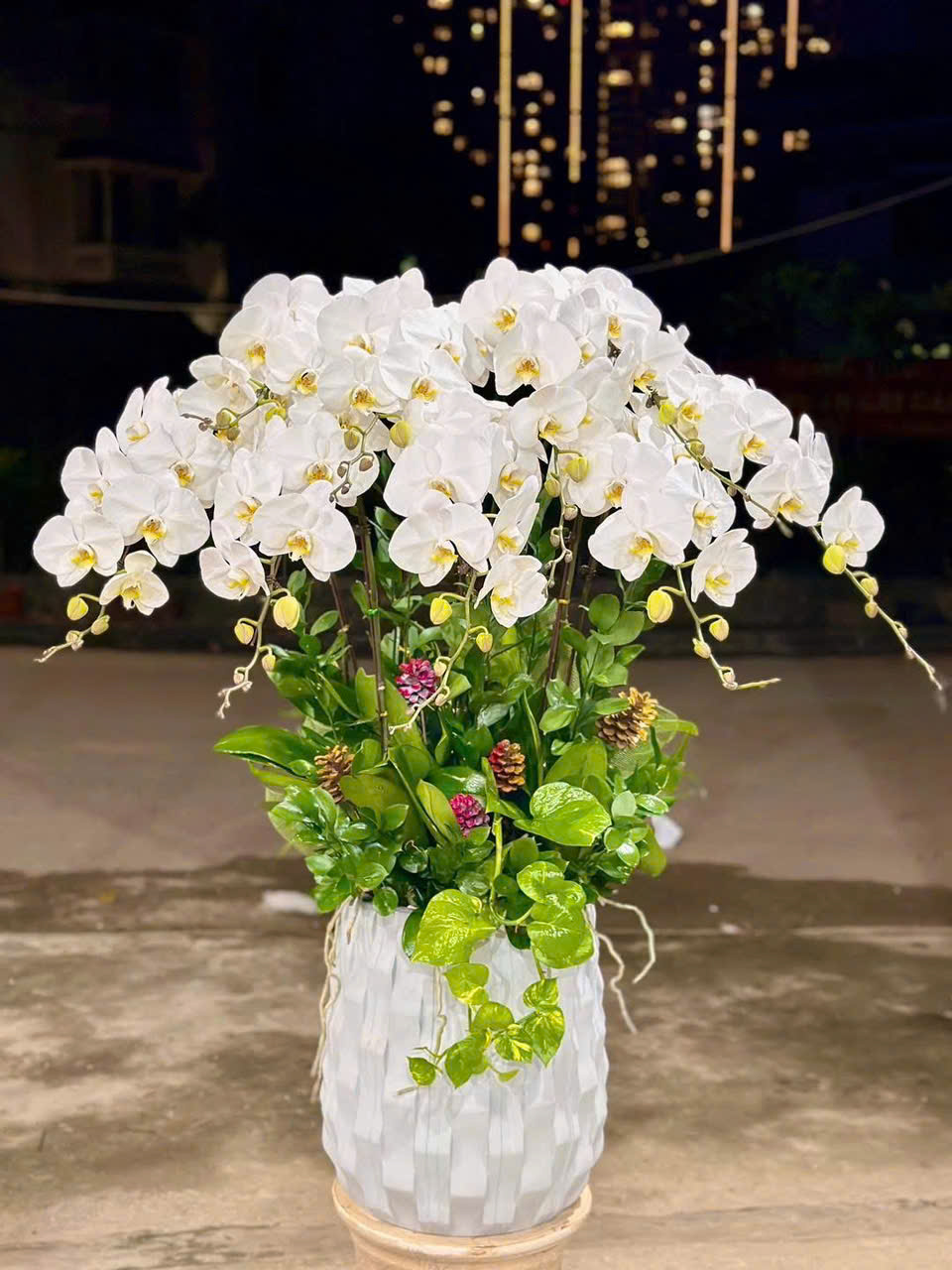 CHẬU LAN HỒ ĐIỆP TRẮNG 1 z6207836982826 a68936cd346d5d8226b23b3a020938ef