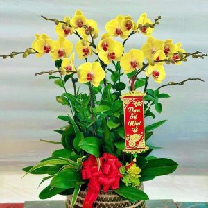 Hoa lan hồ điệp