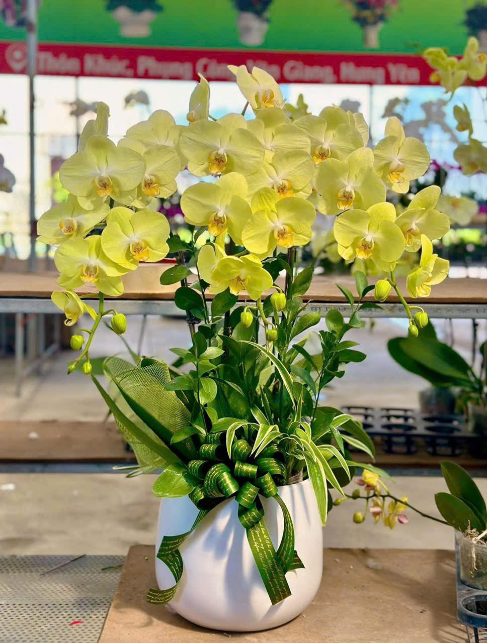 lan hồ điệp vàng