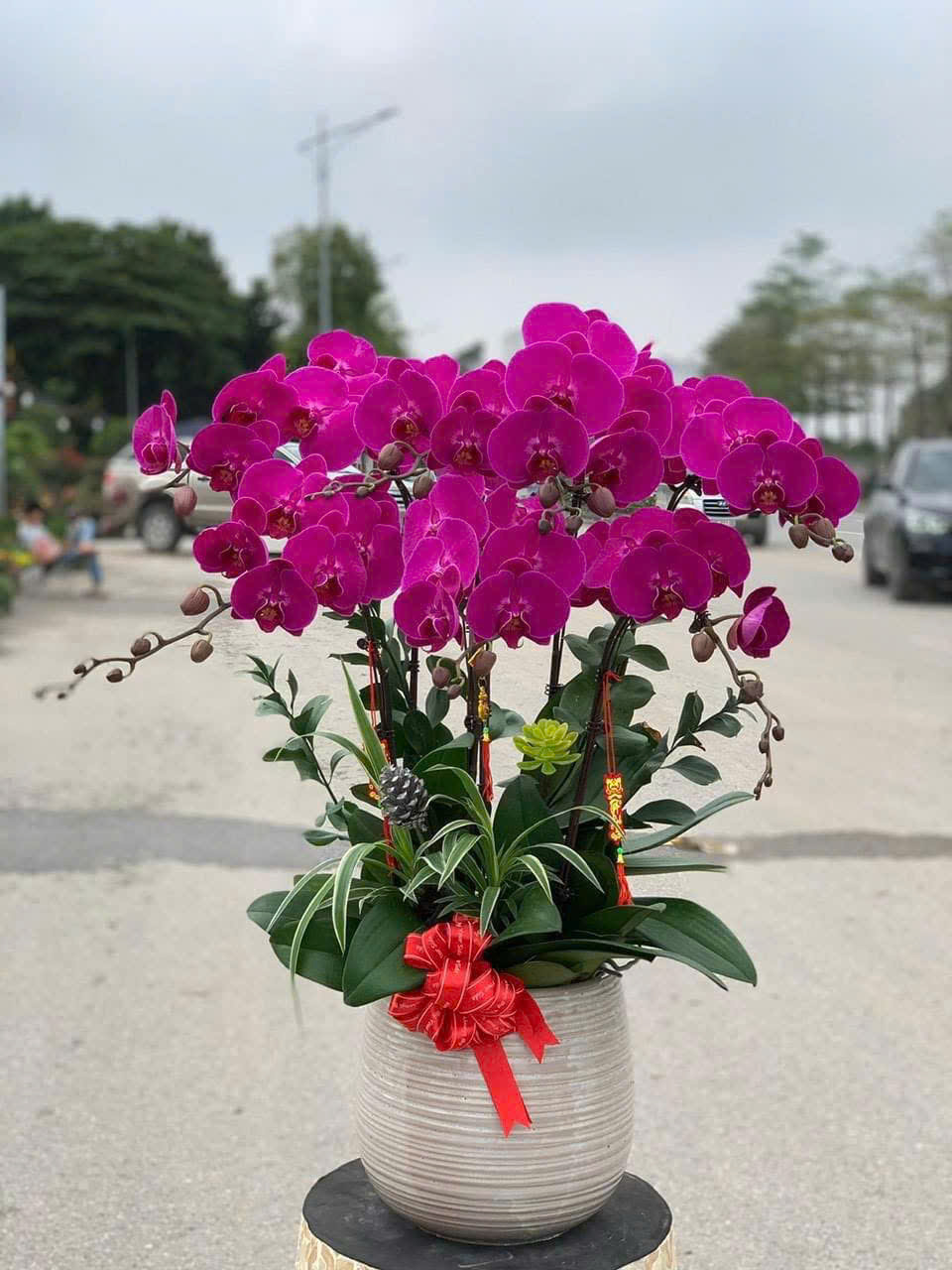 LAN HỒ ĐIỆP TÍM ĐÓN TẾT 1 lan hồ điệp