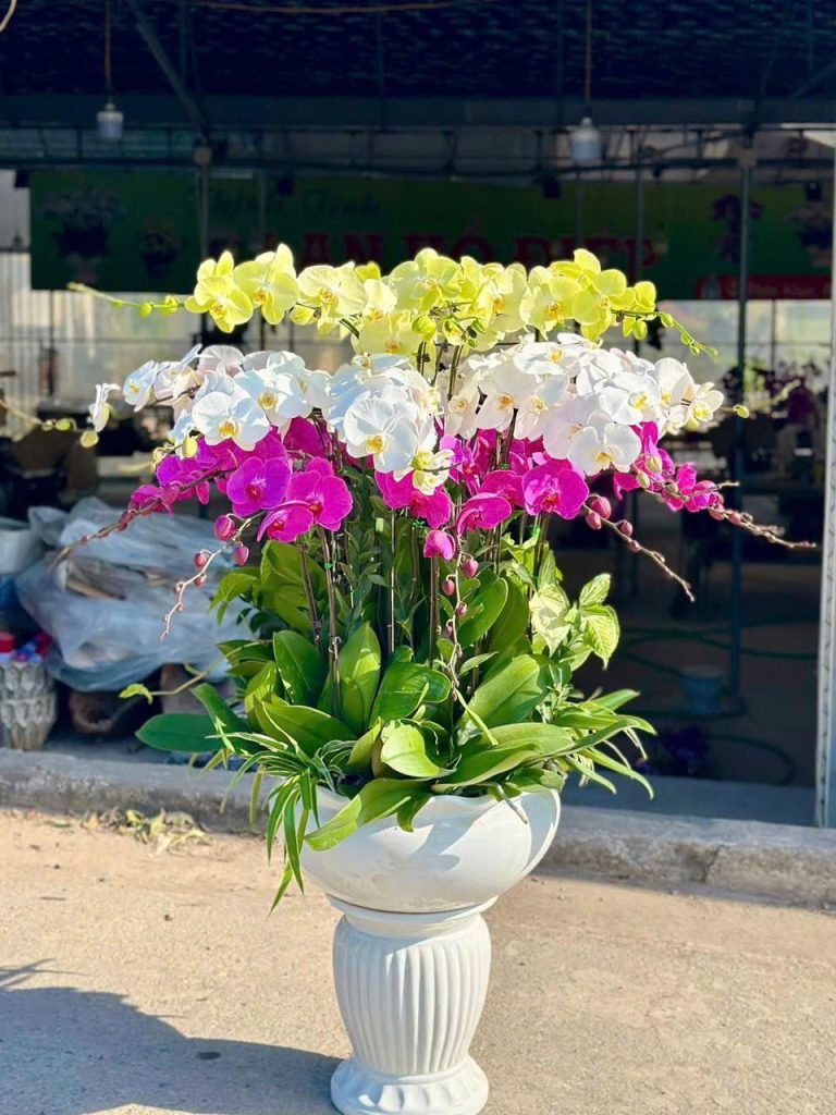 Mua chậu lan hồ điệp tết ở đâu uy tín, giá tốt 1 lan hồ điệp