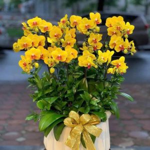 CHẬU LAN HỒ ĐIỆP TRANG TRỌNG