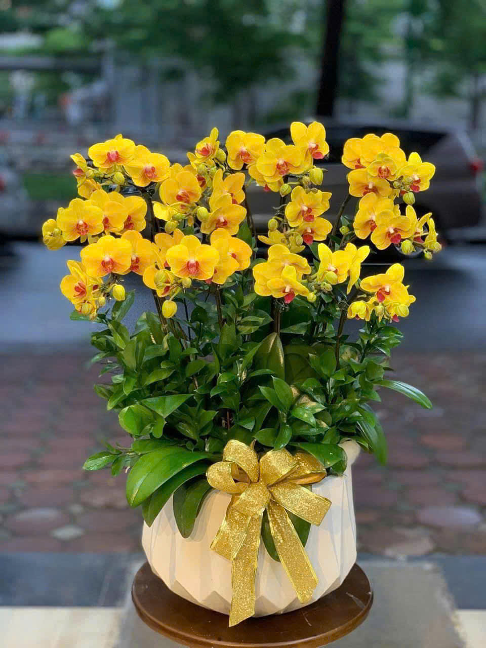 CHẬU LAN HỒ ĐIỆP TRANG TRỌNG 1 z6220468355499 90752ddab748befb2a01635a7993b93a