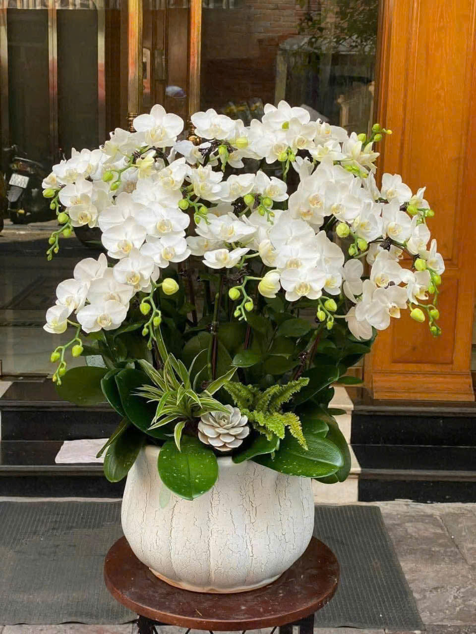 CHẬU LAN HỒ ĐIỆP TRẮNG TINH KHÔI 2 z6220468380246 d217006f42bc6ee4097963c4bc4e2c4b 1