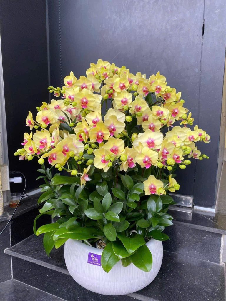 Lan hồ điệp vàng