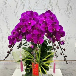 CHẬU LAN HỒ ĐIỆP "KHAI LỘC PHÁT TÀI"