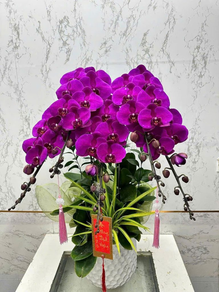 Chậu lan hồ điệp đẹp trưng Tết 2025 1 z6220468522006 fafeb9625f90e0cb2b27a82f16fff209