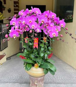 Chậu lan hồ điệp đẹp trưng Tết 2025 7 z6220468545084 aae4674e6a169333ea2ddc6d909c40f6