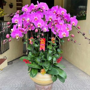 LAN HỒ ĐIỆP "THỊNH PHÁT"