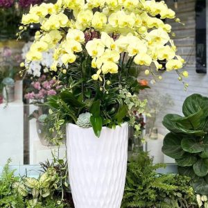 LAN HỒ ĐIỆP "VẠN ĐIỀU MAY MẮN"