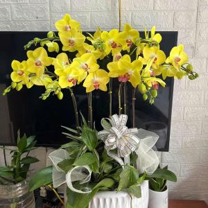 CHẬU LAN HỒ ĐIỆP "ĐẠI CÁT"