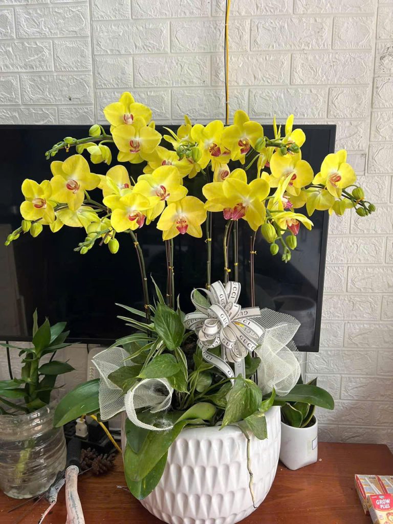 Ý nghĩa phong thủy lan hồ điệp không phải ai cũng biết 1 z6220468607470 e18d32be11e2144e1c17721436974008