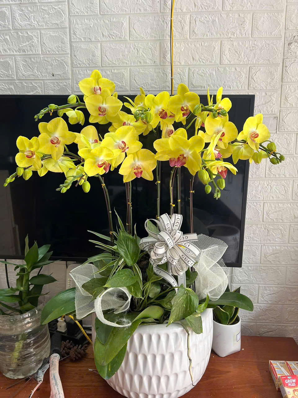 CHẬU LAN HỒ ĐIỆP "ĐẠI CÁT"