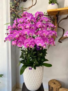 Ý nghĩa phong thủy lan hồ điệp không phải ai cũng biết 6 z6220468631840 262cf42aaa952f4c84ba4990ea02ff15