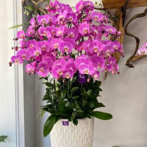 CHẬU LAN HỒ ĐIỆP "HỒNG LỘC"