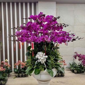 CHẬU LAN HỒ ĐIỆP "ĐẮC LỢI"