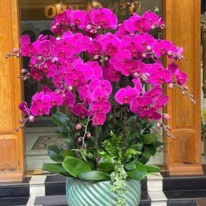 lan hồ điệp tím