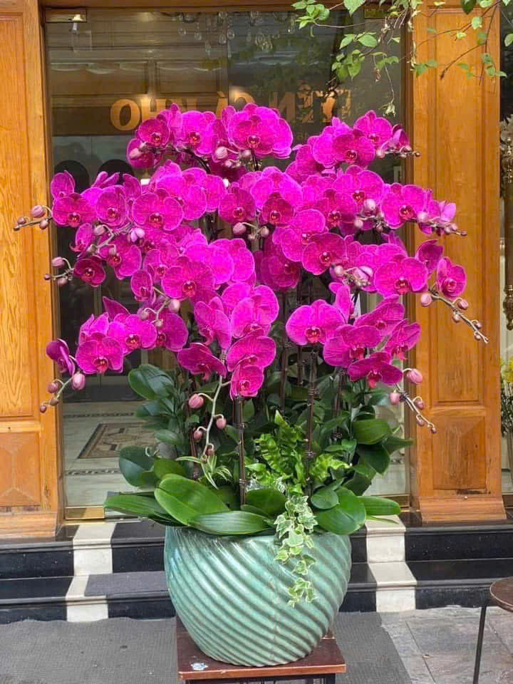 lan hồ điệp tím