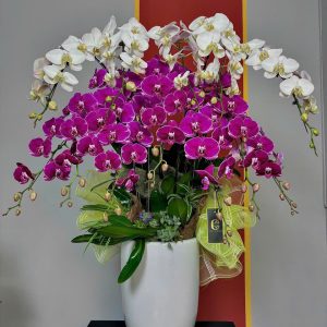 CHẬU LAN HỒ ĐIỆP "VẠN PHÁT"