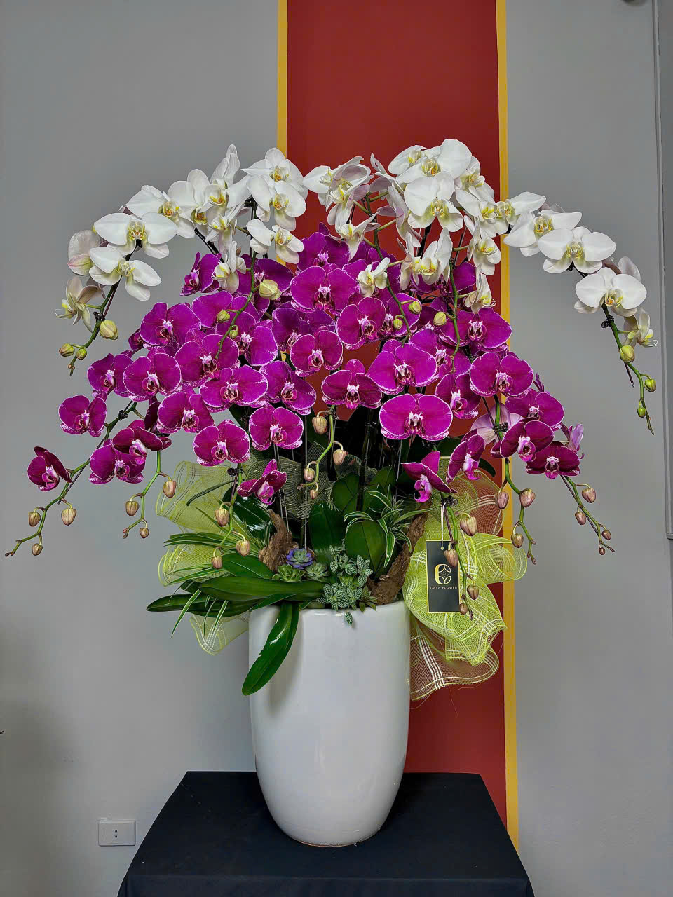 CHẬU LAN HỒ ĐIỆP "VẠN PHÁT" 1 z6230336256326 5132aef2843af195c91e2c779e52ef2b