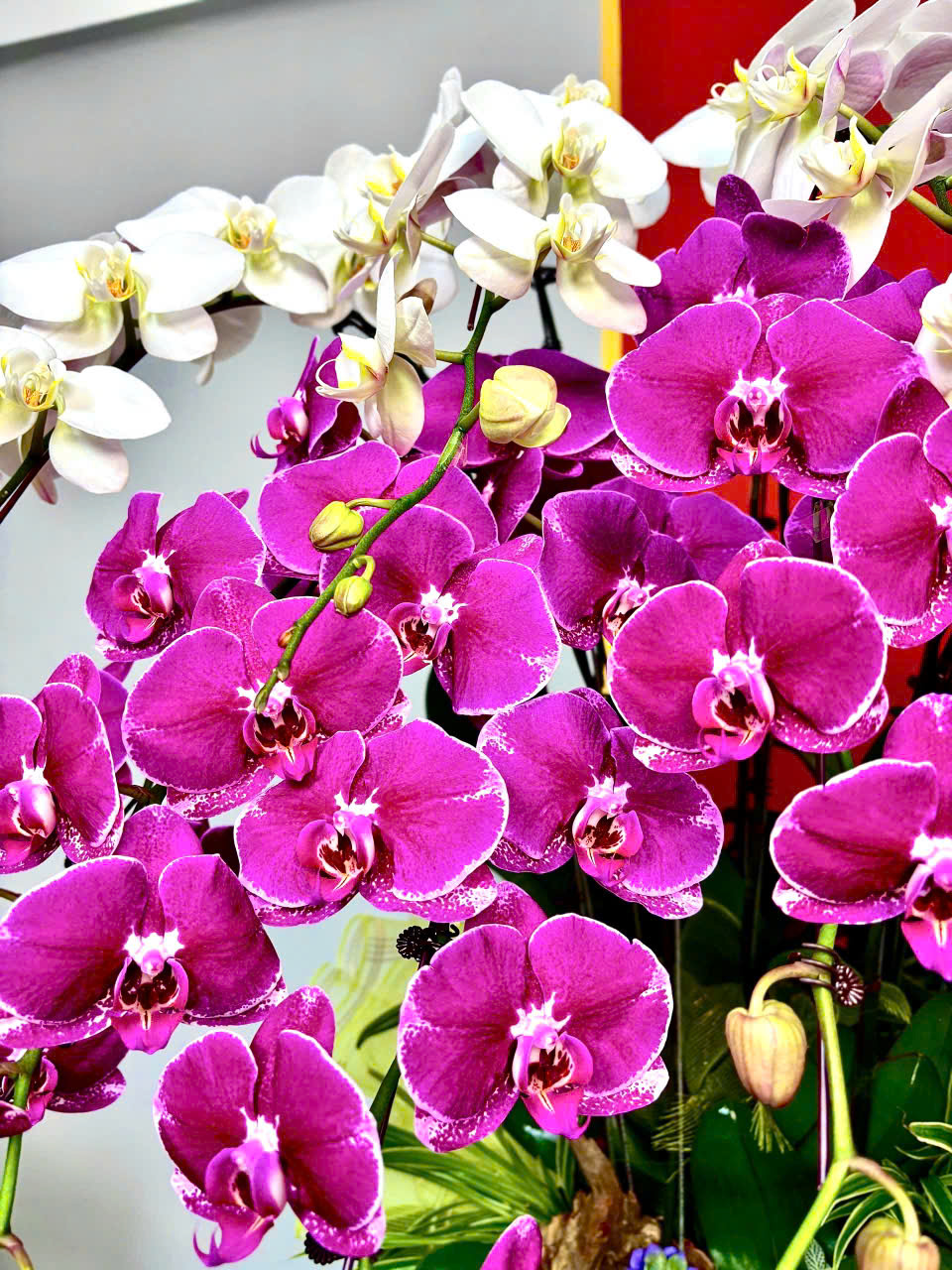 CHẬU LAN HỒ ĐIỆP "VẠN PHÁT" 2 z6230336303225 f6350de97dc8778567830ae55ddbffd0