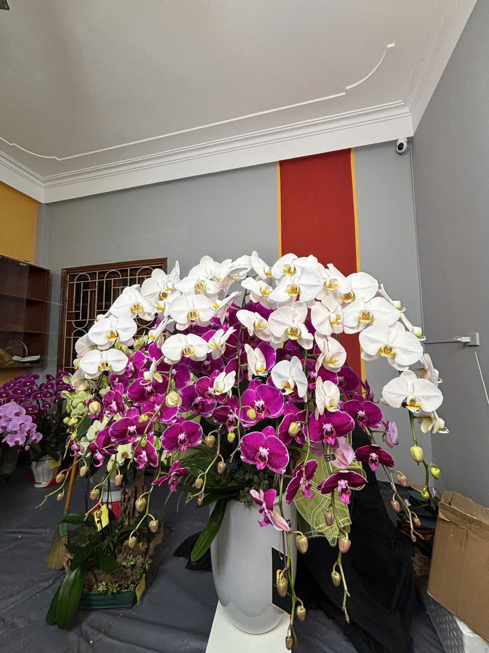 CHẬU LAN HỒ ĐIỆP "VẠN PHÁT" 3 z6230336362993 f9b98511c12a396ca514c51eaf06f5bd