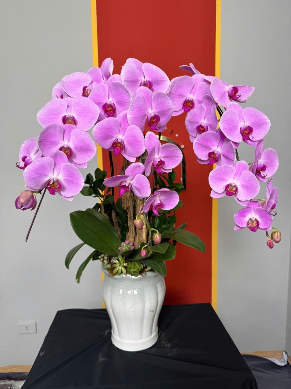 CHẬU LAN HỒ ĐIỆP "XUÂN THÌ" 4 z6231456177051 f4f3994b47a5a20ec882829dfb1ee02b