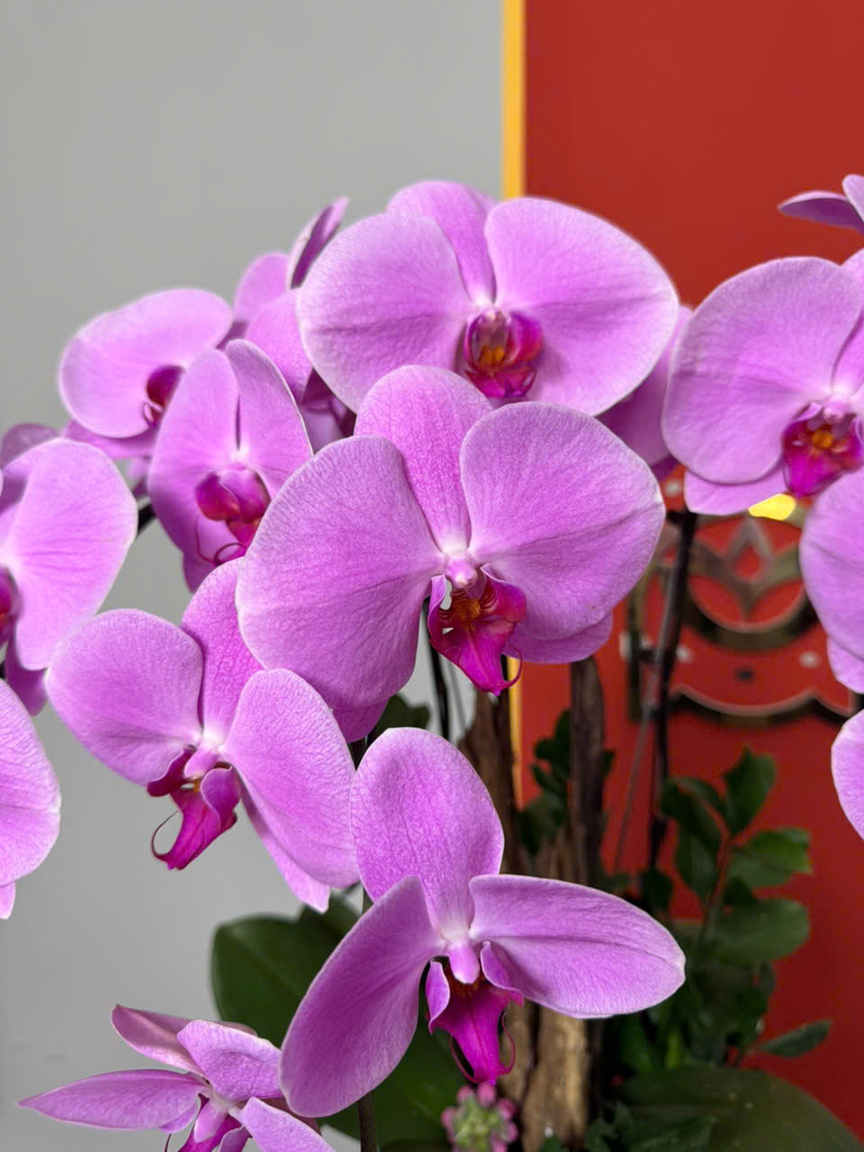 CHẬU LAN HỒ ĐIỆP "XUÂN THÌ" 2 z6231456184004 aeaa84f45e103a08edf61881e0d03c54