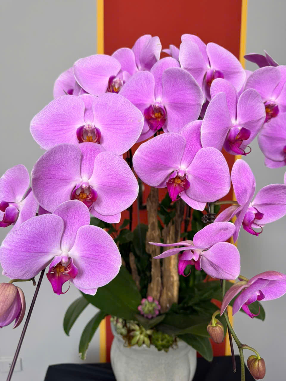 CHẬU LAN HỒ ĐIỆP "XUÂN THÌ" 3 z6231456382159 f0ba96b7c75e200a504327f74cdad1d2