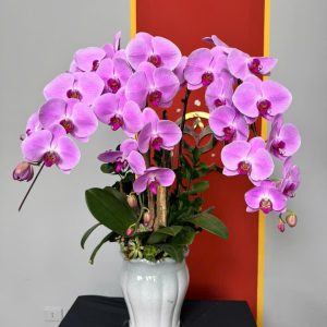 CHẬU LAN HỒ ĐIỆP "XUÂN THÌ"