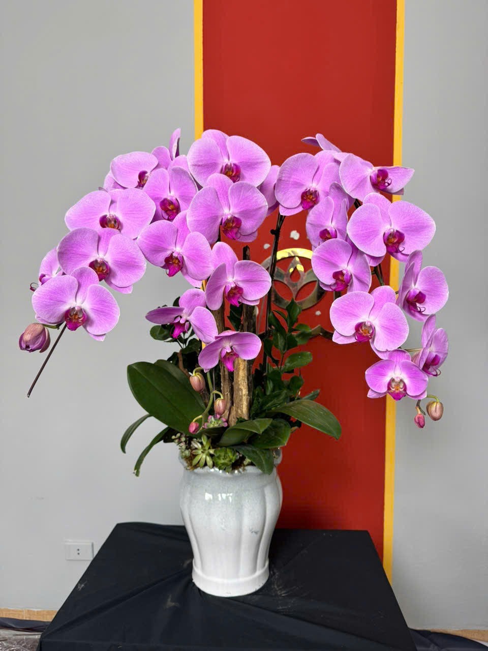 CHẬU LAN HỒ ĐIỆP "XUÂN THÌ"