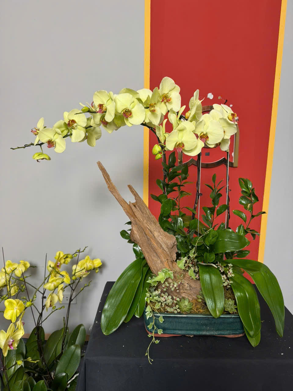 CHẬU LAN HỒ ĐIỆP "TẾT NHƯ Ý" 3 z6234505604662 6731e500d402e4d0c250487d21817e4f