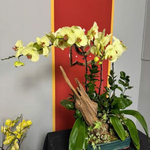 CHẬU LAN HỒ ĐIỆP "TẾT NHƯ Ý"