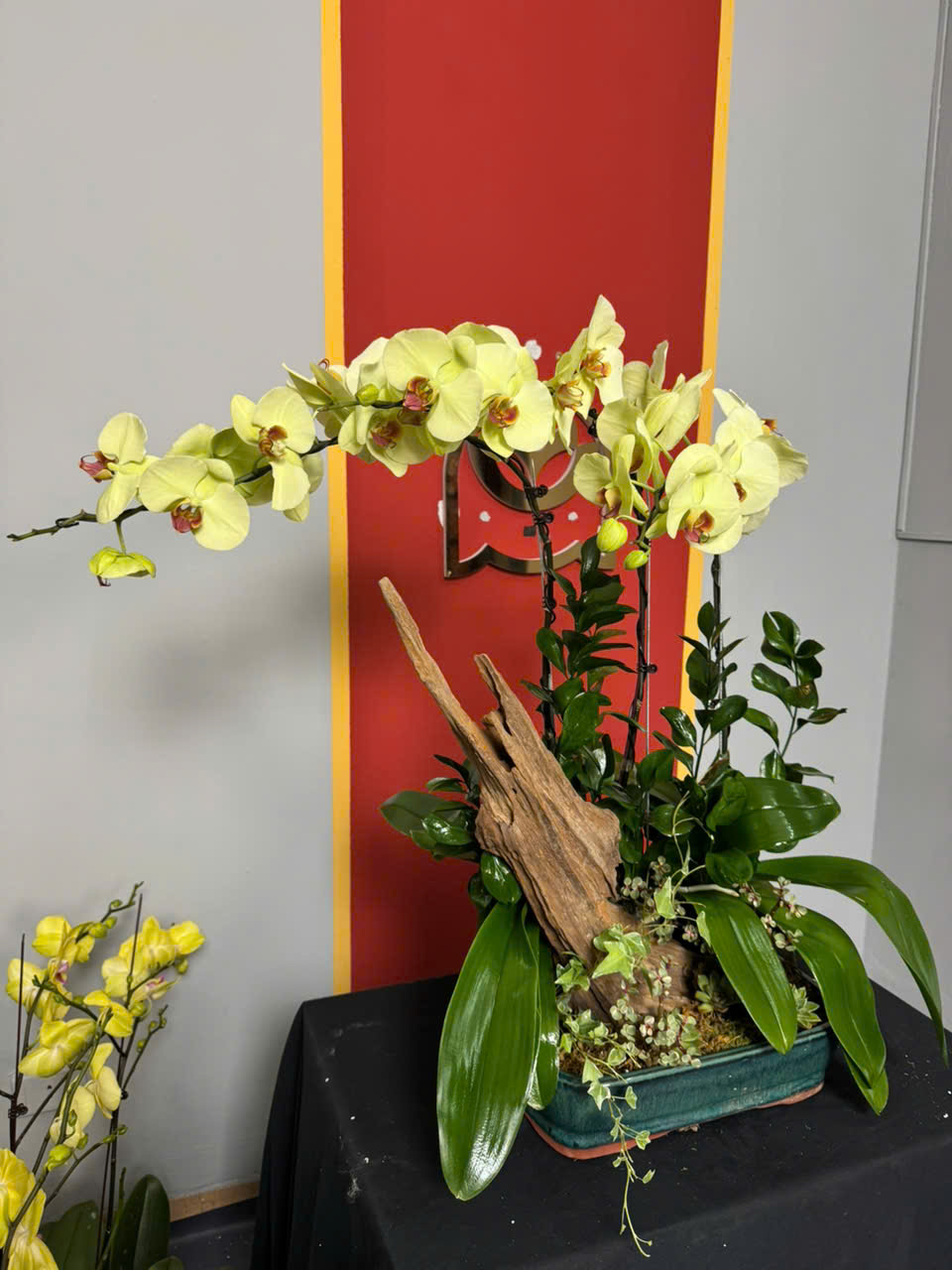 CHẬU LAN HỒ ĐIỆP "TẾT NHƯ Ý"