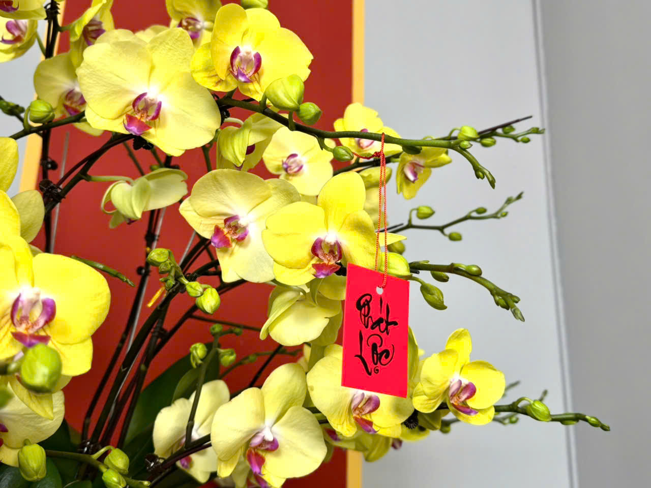 CHẬU XUÂN PHÁT LỘC 2 z6241830350821 c2614bb7ed3717b2e0e7a13dc9cee0d9