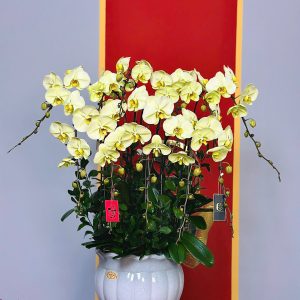 XUÂN NHƯ Ý - CHẬU LAN HỒ ĐIỆP