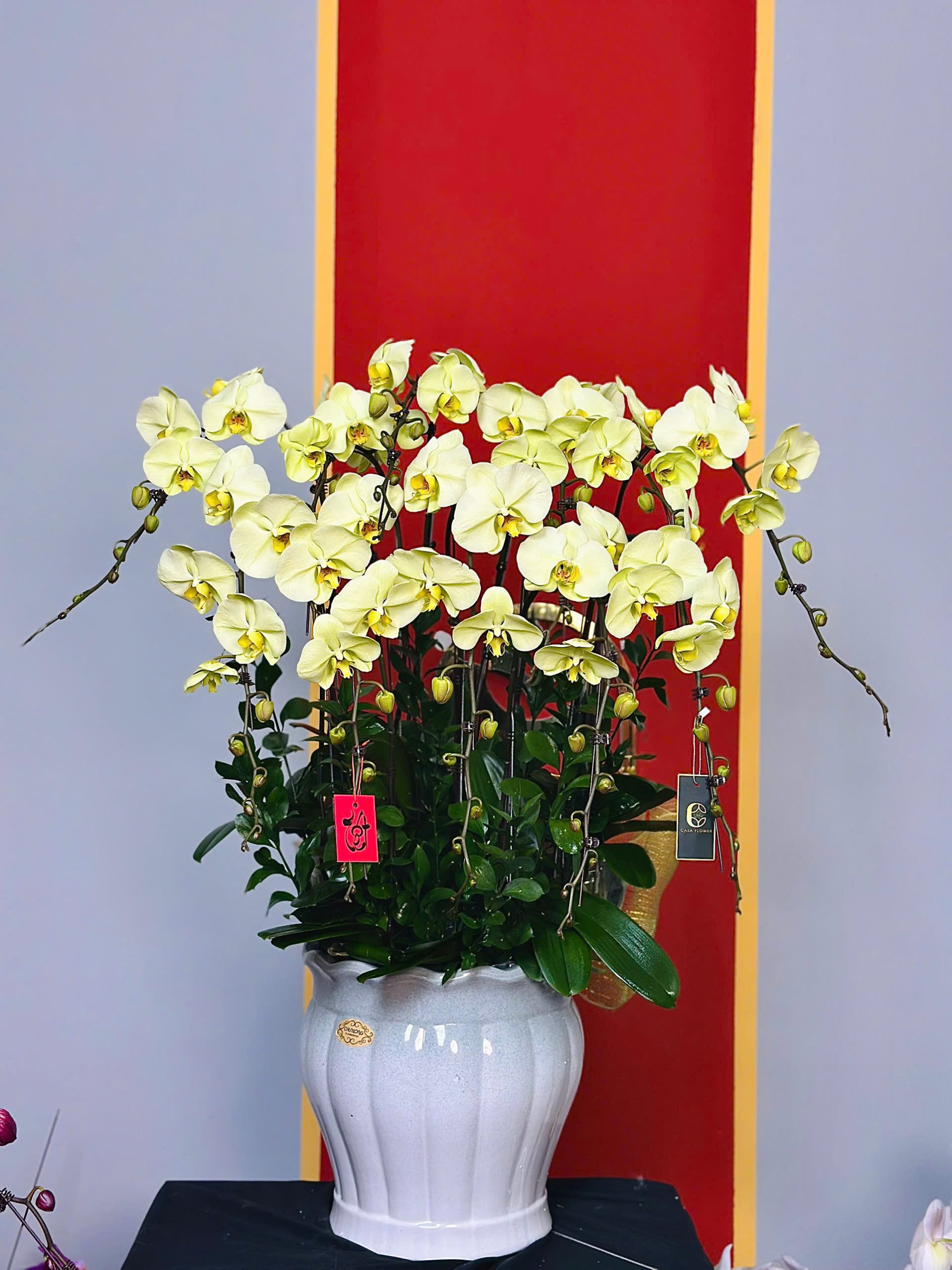 XUÂN NHƯ Ý - CHẬU LAN HỒ ĐIỆP