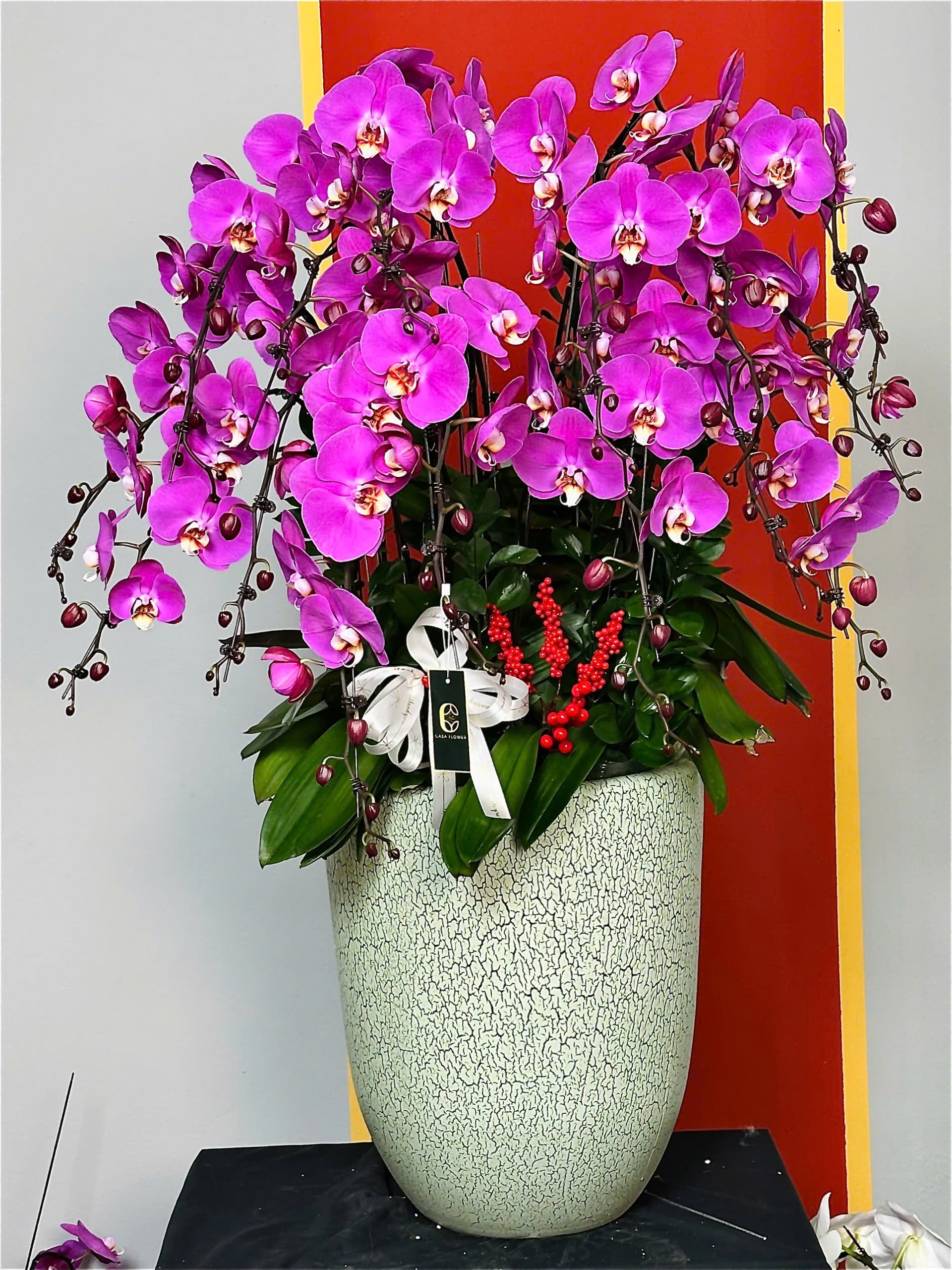 XUÂN HẠNH PHÚC - CHẬU LAN HỒ ĐIỆP 4 z6247542049220 24decc90d30e598c11bc71203a388bfe scaled