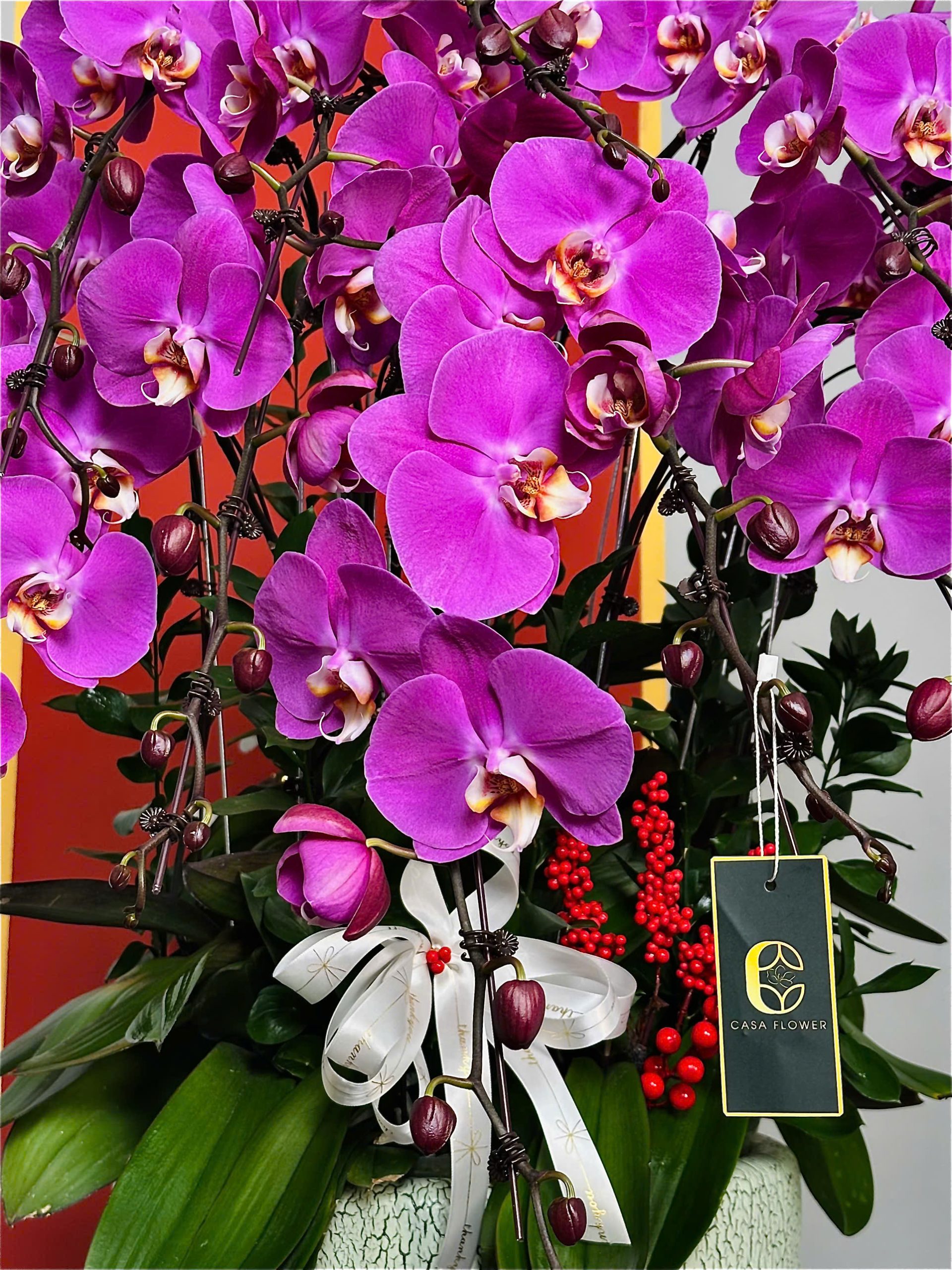 XUÂN HẠNH PHÚC - CHẬU LAN HỒ ĐIỆP 3 z6247542054618 47497653d69dcf2f599d1f72a4f864aa scaled