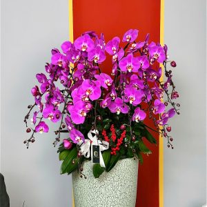 XUÂN HẠNH PHÚC - CHẬU LAN HỒ ĐIỆP