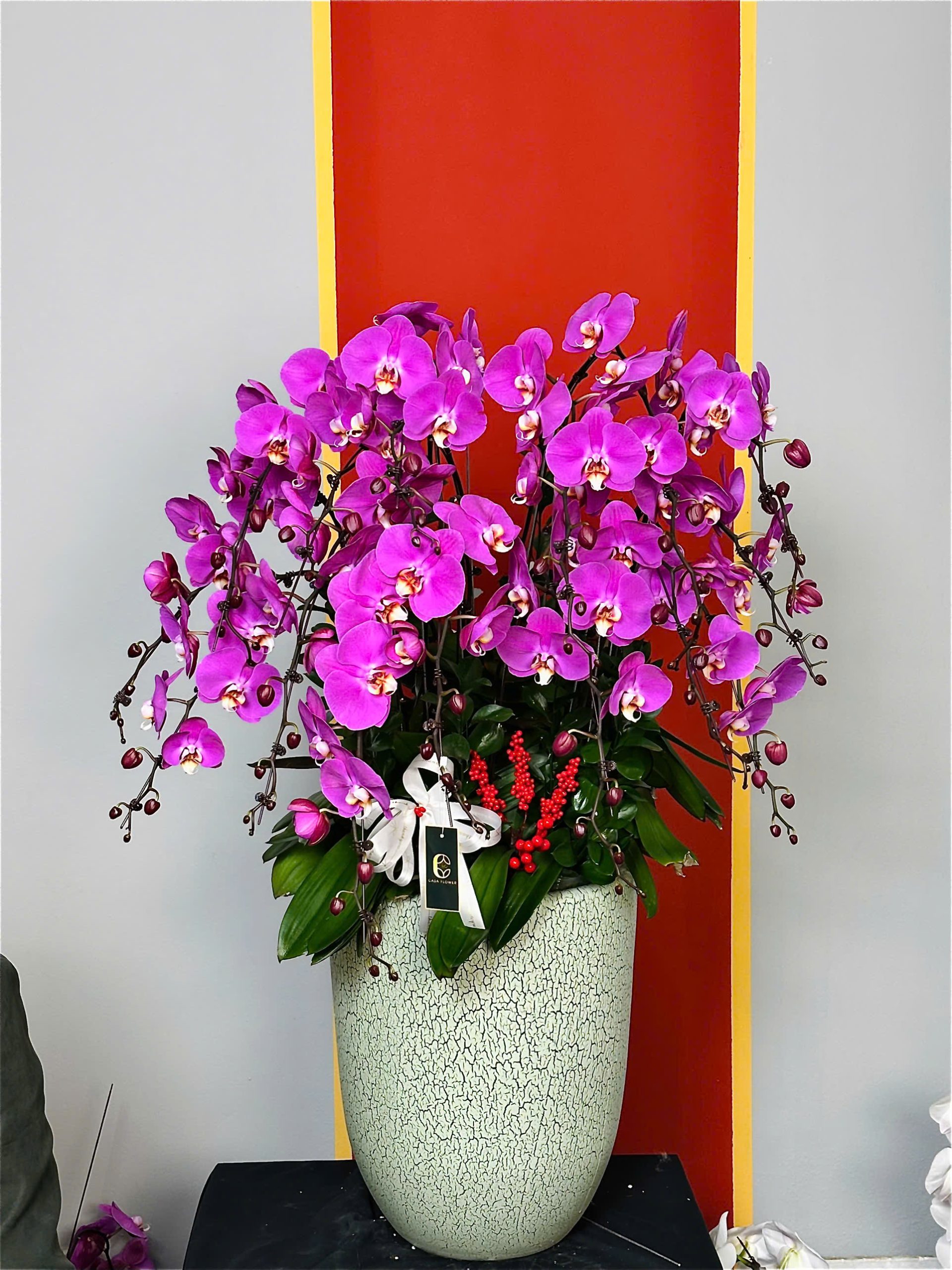 XUÂN HẠNH PHÚC - CHẬU LAN HỒ ĐIỆP 1 z6247542059788 0255b361a8b3a375408cd4d42286b5c3 scaled