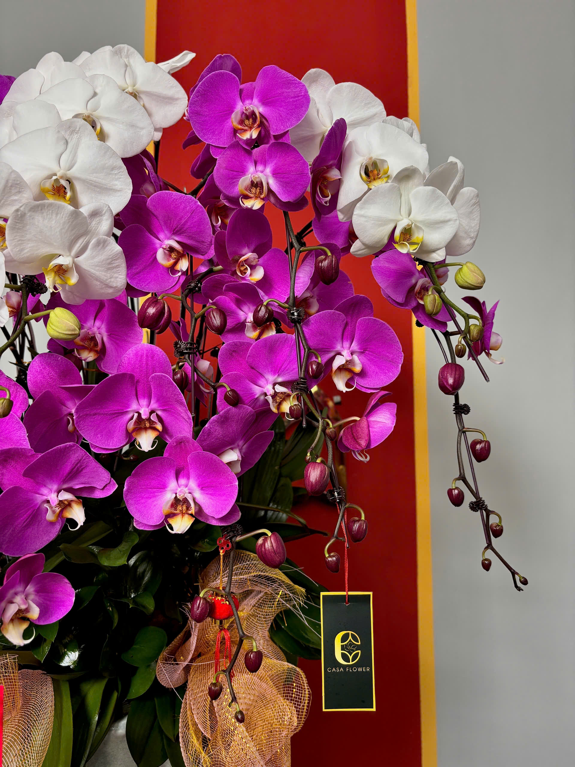 XUÂN AN YÊN - CHẬU LAN HỒ ĐIỆP 2 z6253221446911 0416737310f76dbc7edcec92c3b392ed