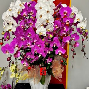 XUÂN AN YÊN - CHẬU LAN HỒ ĐIỆP